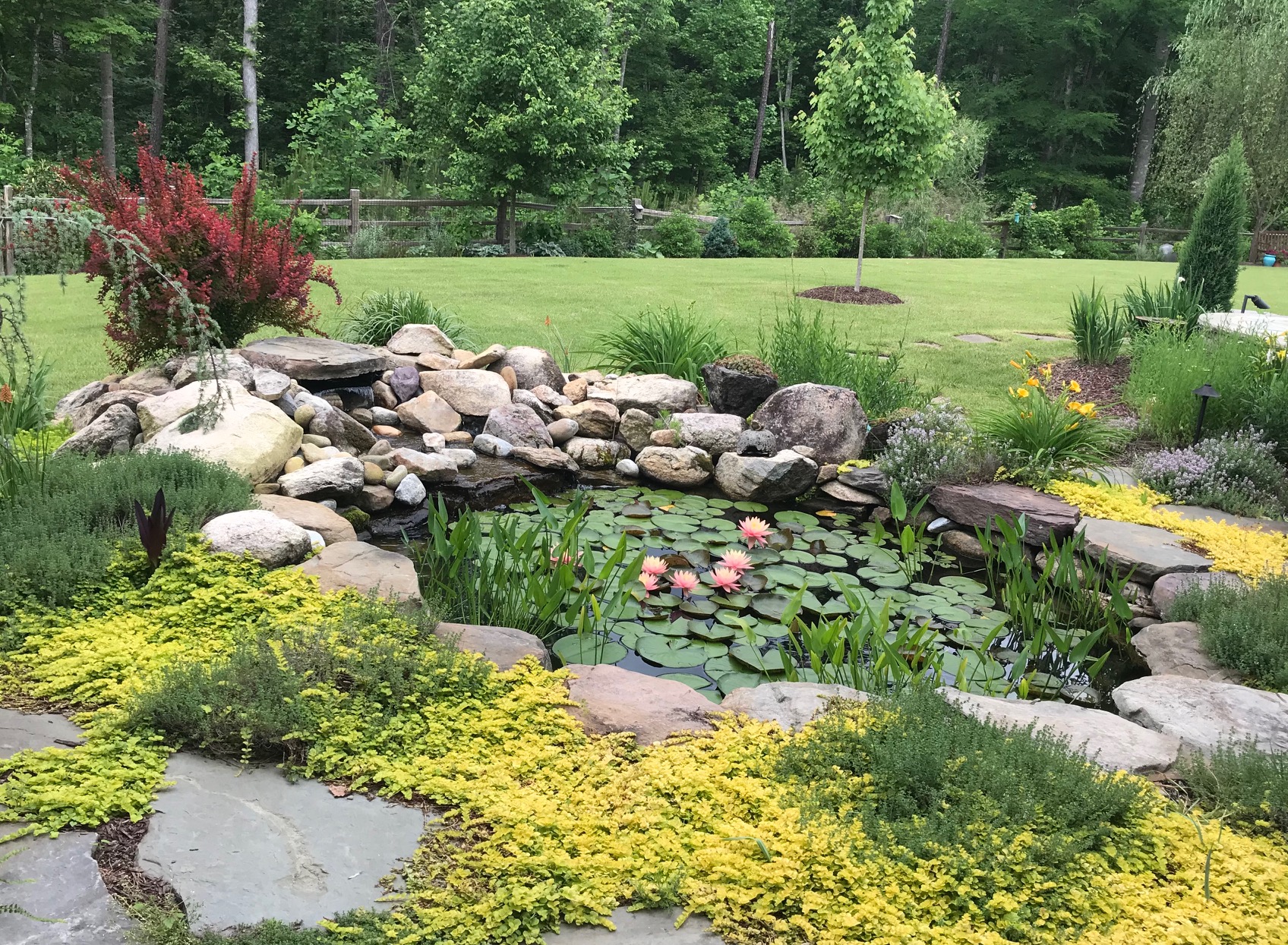 fish pond and surrounding plants installed by Arbor Landscape and Irrigation