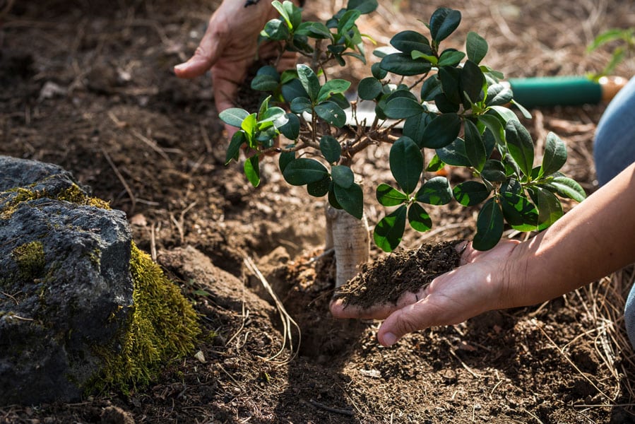 Reliable professional landscape maintenance services in Cary NC